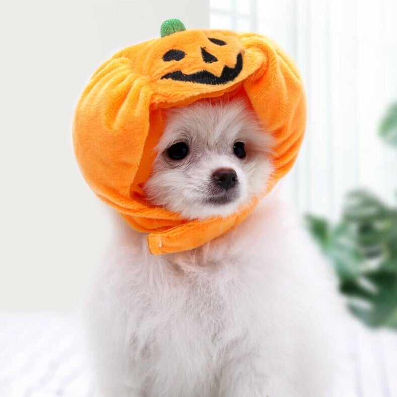 🎃Halloween Early Sale🧛Adjustable Pet Pumpkin Hat🐶