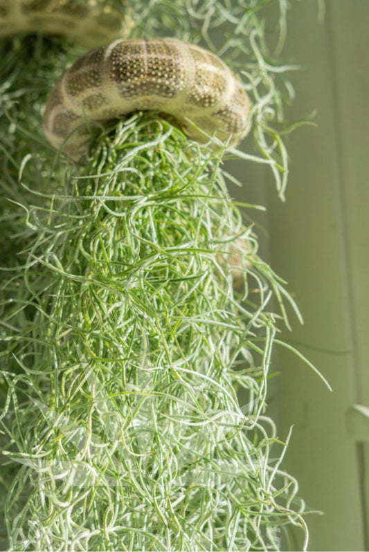 Hanging Air Plant Jellyfish