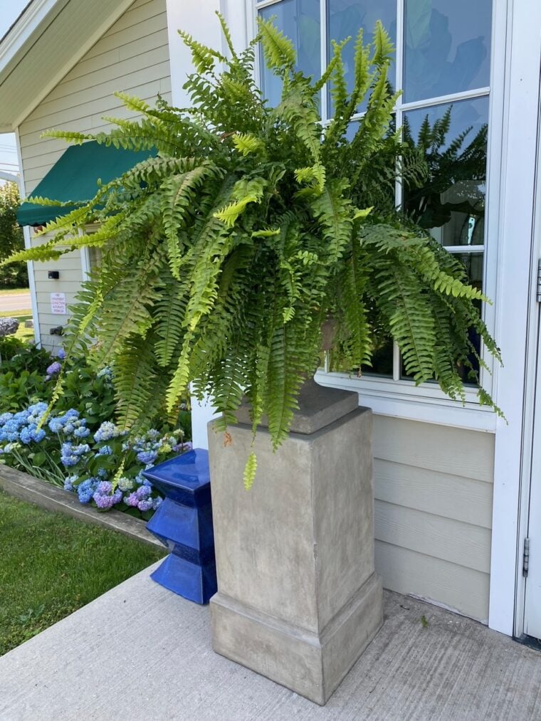 ✨This Week's Special Price $19.99💥UV Resistant Lifelike Artificial Boston Fern