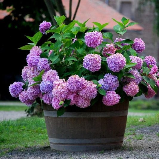 Last Day 70% OFF-Outdoor Artificial Hydrangea Flowers💐