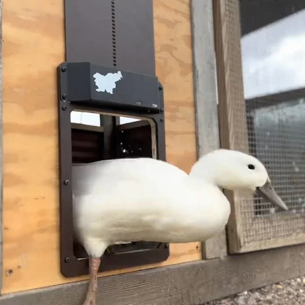 🎉Automatic Chicken Coop Door 2