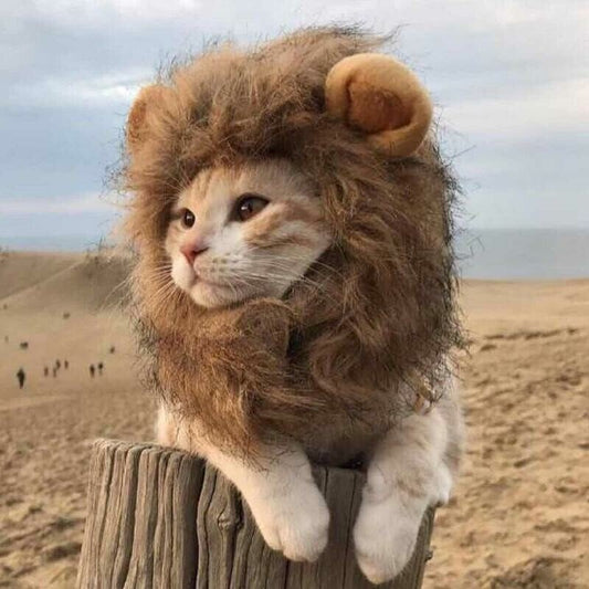 🦁Pet simulation lion mane