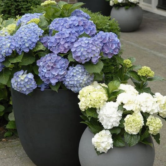 Outdoor Artificial Hydrangea Flowers💐BUY MORE GET MORE🔥