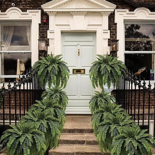 Big potted ferns