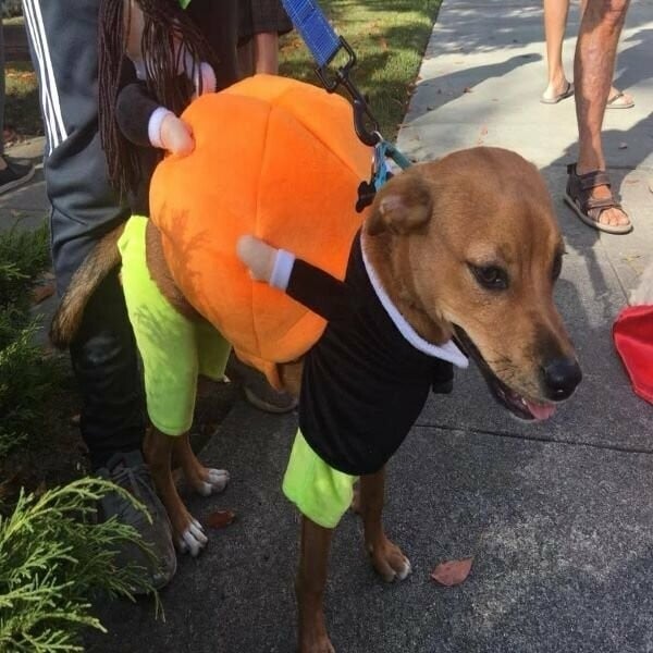 (🎃Early-Halloween Hot Sale) Dog & Cat Halloween Costumes