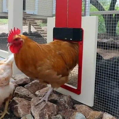 🐓Automatic Chicken Coop Door Opener with Timer