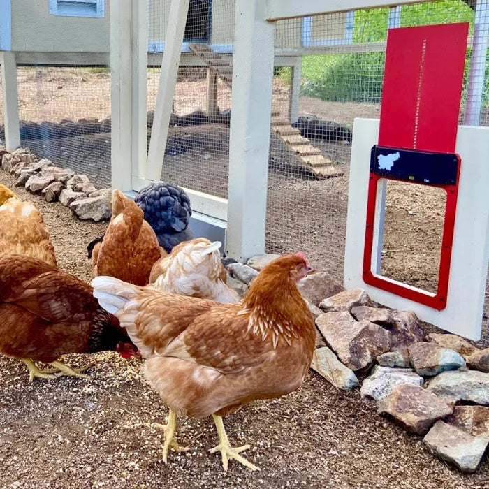 🎉Automatic Chicken Coop Door 2