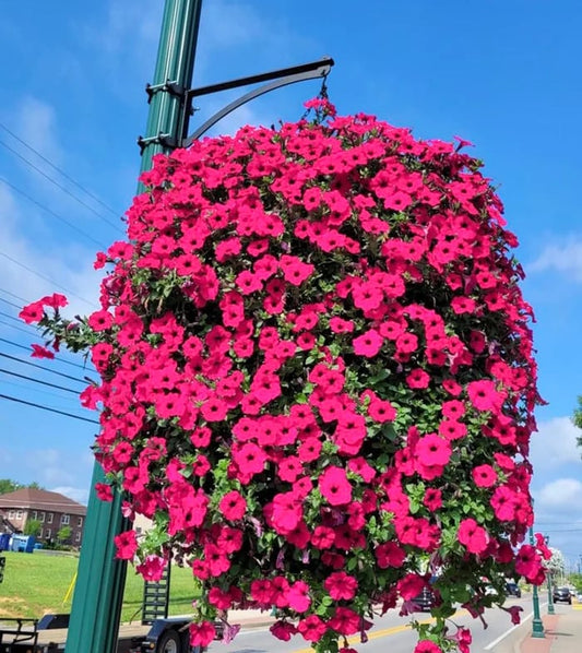 UV Simulation Artificial Flower-Morning Glory