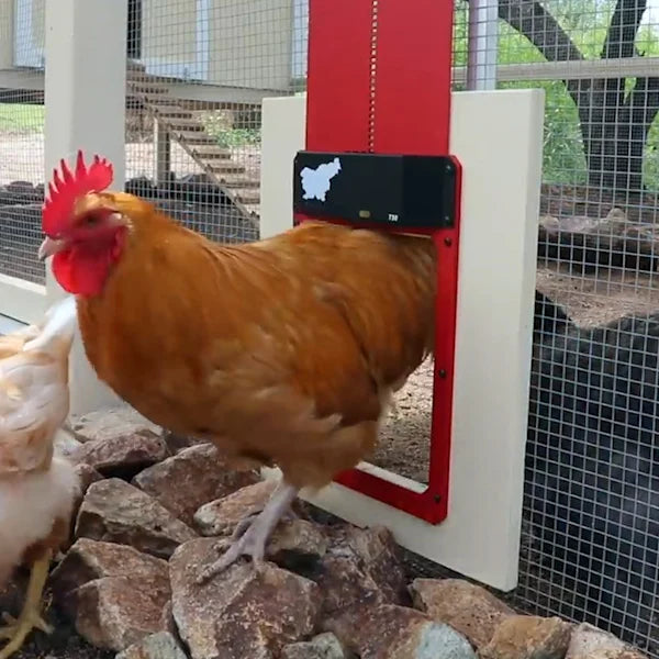 🎉Automatic Chicken Coop Door 2